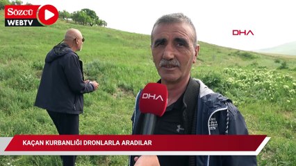 Kaçan kurbanlığı dronlarla aradılar