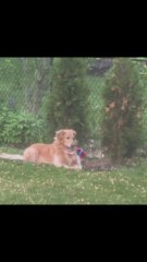 Suelta a su Golden Retriever para que asuste a unos conejos y la reacción del perro es totalmente inesperada