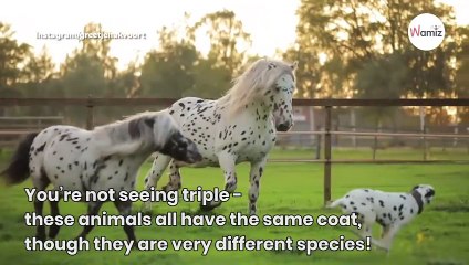 Dalmatian falls in love with horses who look exactly like him