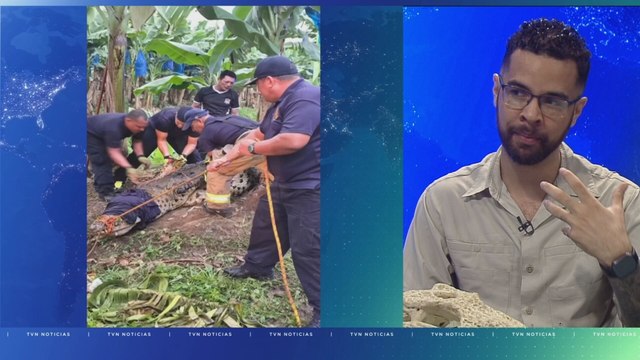 La aparición de caimanes y cocodrilos en áreas urbanas