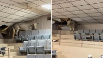 Mucca scappa in gradinata e distrugge il soffitto: panico tra i presenti