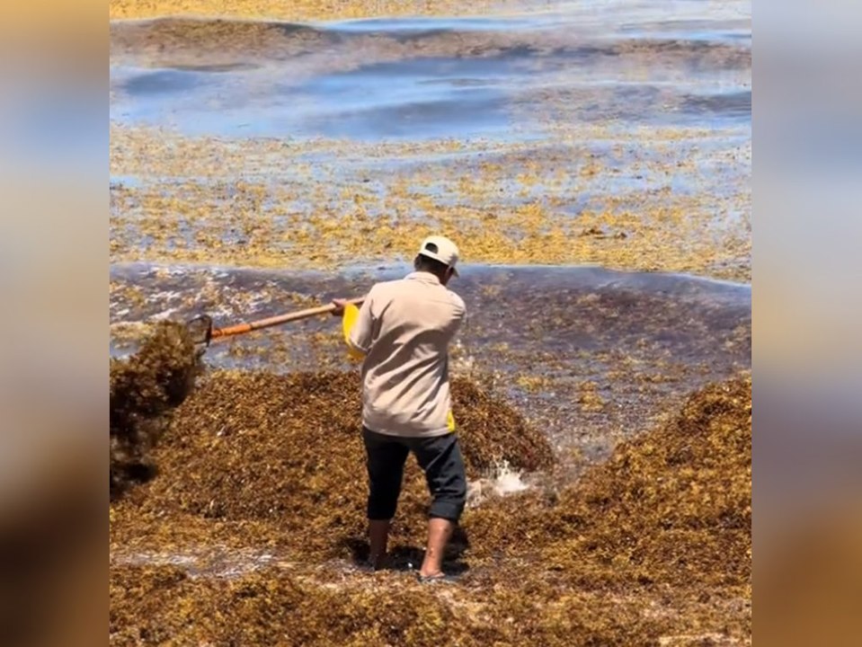 Rekordmenge: Stinkende Algen verseuchen Karibikstrände