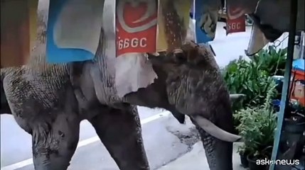 Self-service in Thailandia, l'elefante entra nell'emporio e fa merenda
