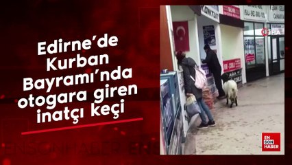 Edirne'de Kurban Bayramı'nda otogara giren inatçı keçi