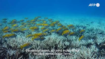 Pourquoi il y a urgence à protéger les océans