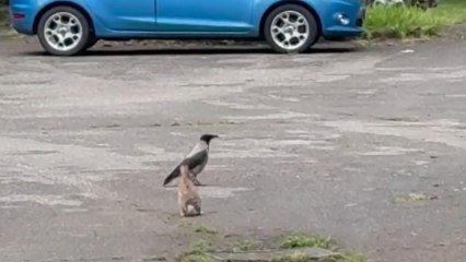 Woman stumbles upon a random encounter between a crow and a hare
