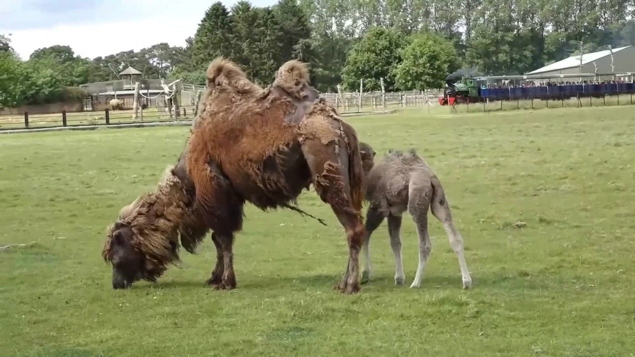 New arrival at British zoo as endangered species of camel is born