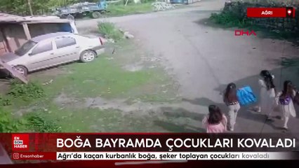 Ağrı’da kaçan kurbanlık boğa, şeker toplayan çocukları kovaladı