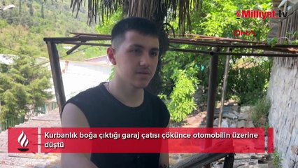 Garaj çatısına çıkan kurbanlık boğa, otomobilin üzerine düştü