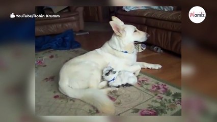 Watch: Swiss Shepherd is foster mum to a very curious looking ‘pup’