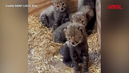 Saint Louis, allo zoo la prima cucciolata di ghepardi dopo sette anni