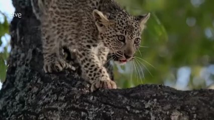 Documental La Soledad del Leopardo: Descubre su Mundo