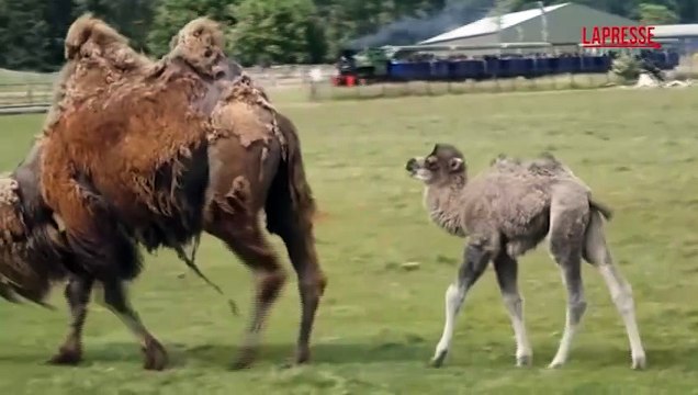 Allo zoo Whipsnade nasce cucciolo cammello battriano: i suoi primi passi