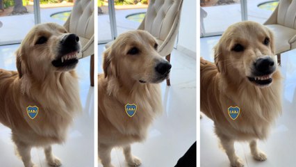 The Viral Dog That Hates River Plate and Could Be the Most Loyal Fan of Boca Juniors