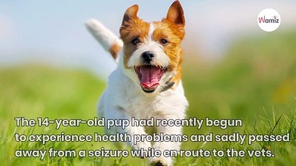 Owner is amazed to see recently deceased dog’s face in the cloud