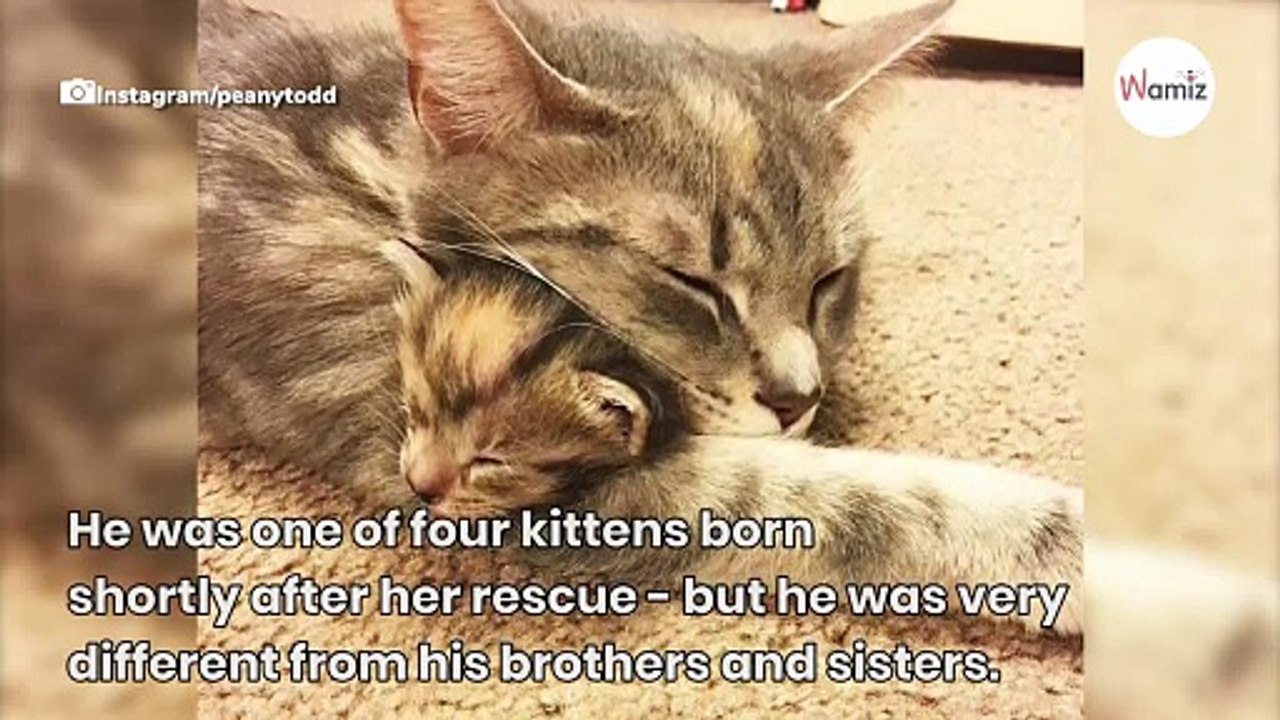 Runt of the litter is adopted and finally shows his true colours