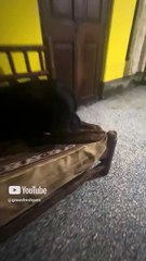 Rottweiler Enjoys Mutton Tripe Feast 🐾 _ Healthy Treat from GreenFreshPets! @greenfreshpets