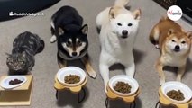 Jaw-dropping video shows cat waiting to eat dinner just like the dogs