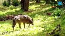 Nesli tehlike altındaki Bozkurt, Bursa’da fotokapana yakalandı