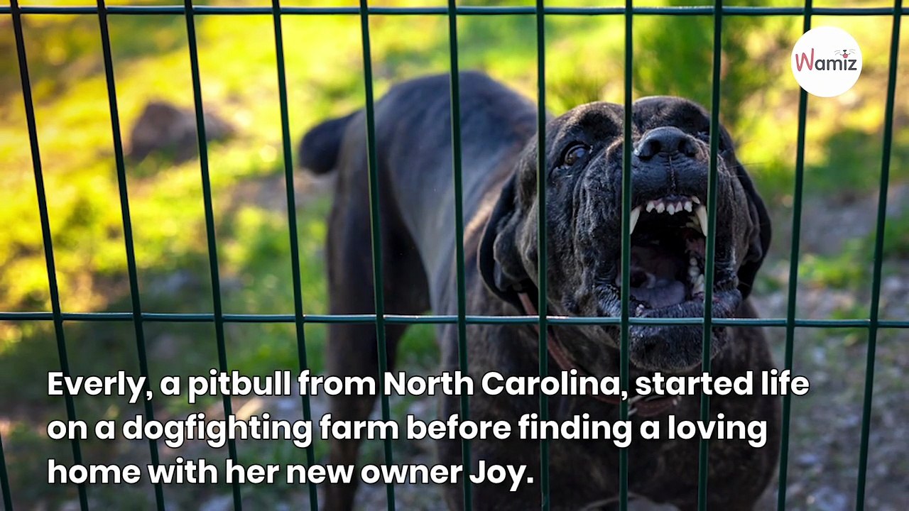 Kind-hearted pitbull adopts tiny orphaned squirrel and they become best friends