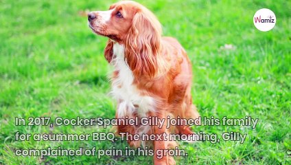 Owner notices something sticking out of her dog's side and rushes him to the vet