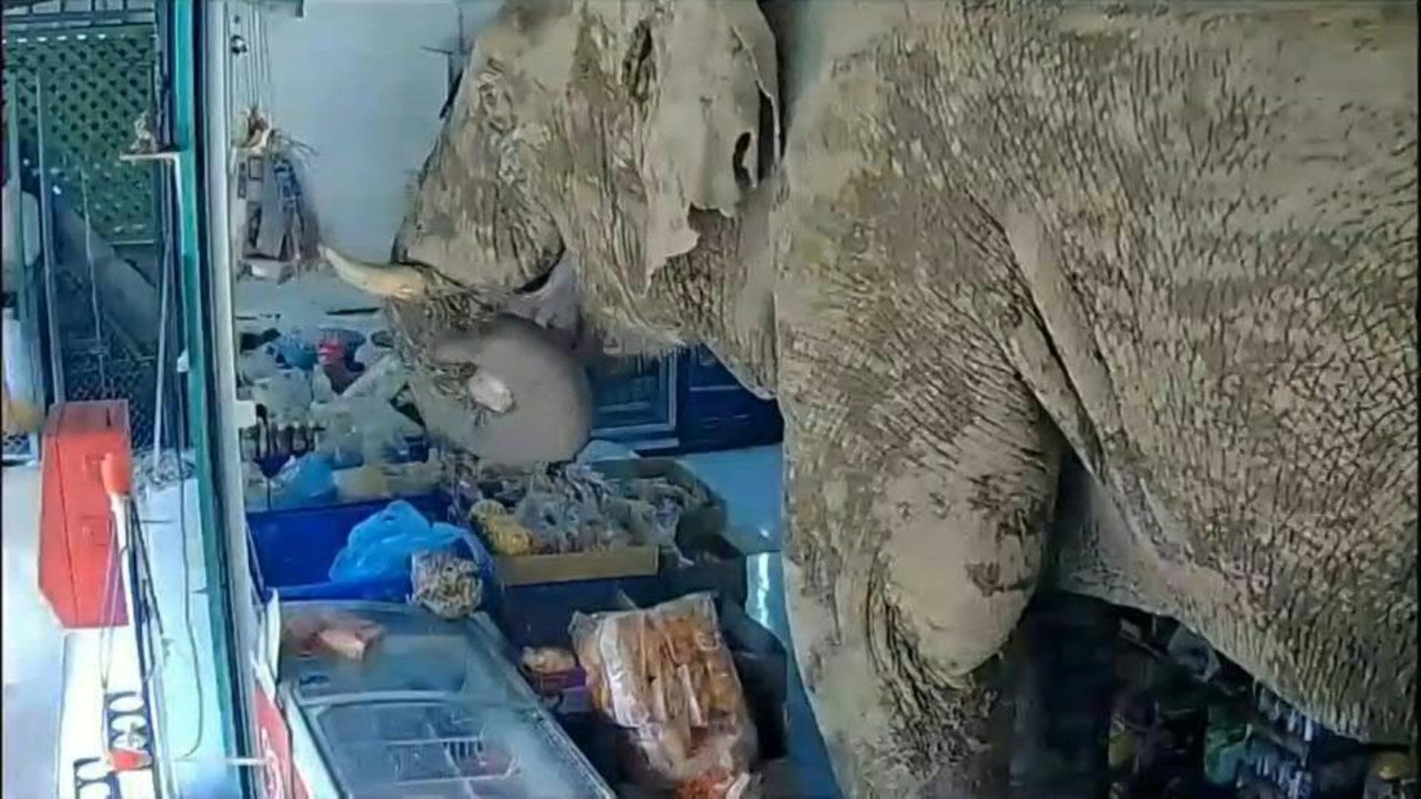 Suche nach Snacks: Elefant spaziert in Laden