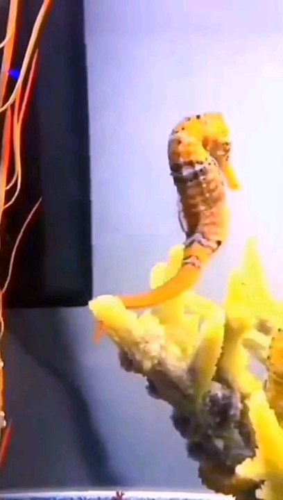 #seahorse #love #transfer #egg #sn2sg #sunnight #sunnightmusic #nice #summerlibe #ocean #sealife #sunnightpop #summer #summervibes #lovers #couple #future #durable #parenthood #aquarium #naturelove #wildanimals #husbandwife