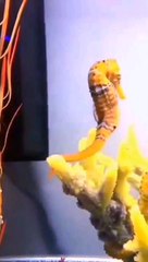 #seahorse #love #transfer #egg #sn2sg #sunnight #sunnightmusic #nice #summerlibe #ocean #sealife #sunnightpop #summer #summervibes #lovers #couple #future #durable #parenthood #aquarium #naturelove #wildanimals #husbandwife