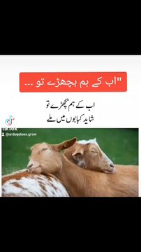 Ab Ke Hum Bichhde To…🐂🐏 | Eid ul Azha Funny Quote | Urdu Quotes Grow✍️