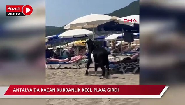 Antalya'da kaçan kurbanlık keçi, plaja girdi