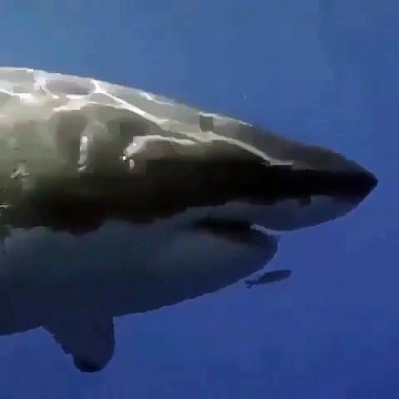 Ce petit poisson nage devant un grand requin blanc... même pas peur