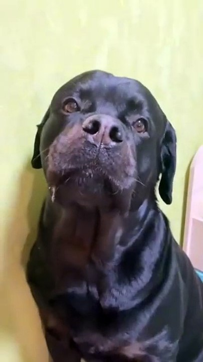 Promis papa, j'ai rien volé... Chien pas très convainquant