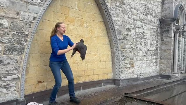 Apr!s avoir été soigné par le CREAVES de Pairi Daiza, un jeune faucon relâché au pied de la cathédrale de Tournai