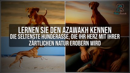 Azawakh: Die seltenste Hunderasse mit zärtlicher Natur | Lernen Sie die einzigartige Rasse kennen