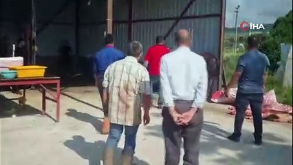 Kaçan kurbanlık köylüyü peşine taktı