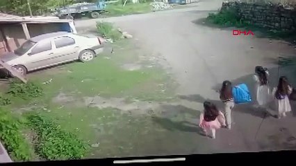 Boğa dehşeti kamerada! Şeker toplarken canlarını zor kurtardılar