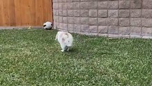 Bunny Bouncing with Joy! / Iepurașul care țopăie de fericire!