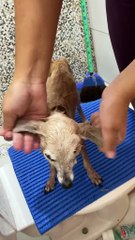 Pingo, cachorro fóssil que viralizou, morre aos 21 anos e web fica comovida