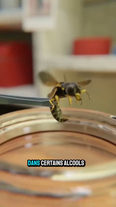 Abeille dans boisson