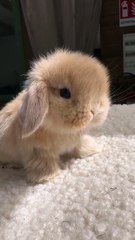 Plush Bunny Come to Life! / Iepuraș de pluș… sau real? 😍