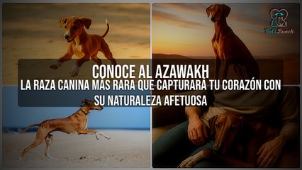 Descubre al Azawakh: El Perro Más Raro y Afectuoso que Robará Tu Corazón