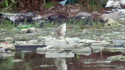 Dissolving plastic: Japan's invention could save our oceans
