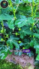 They Tap Fig Trees Like Maple Syrup... But For Medicine?