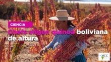 Chefs eligen quinoa boliviana de altura