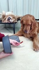 Dog vs. Shell Game! / Câinele și jocul alba-neagra!