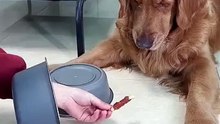 Dog vs. Shell Game! / Câinele și jocul alba-neagra!