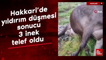 Hakkari'de yıldırım düşmesi sonucu 3 inek telef oldu
