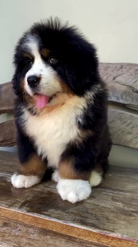 Fluffy Little Dog Cutest Moments / Cățel mic și pufos – momente adorabile!