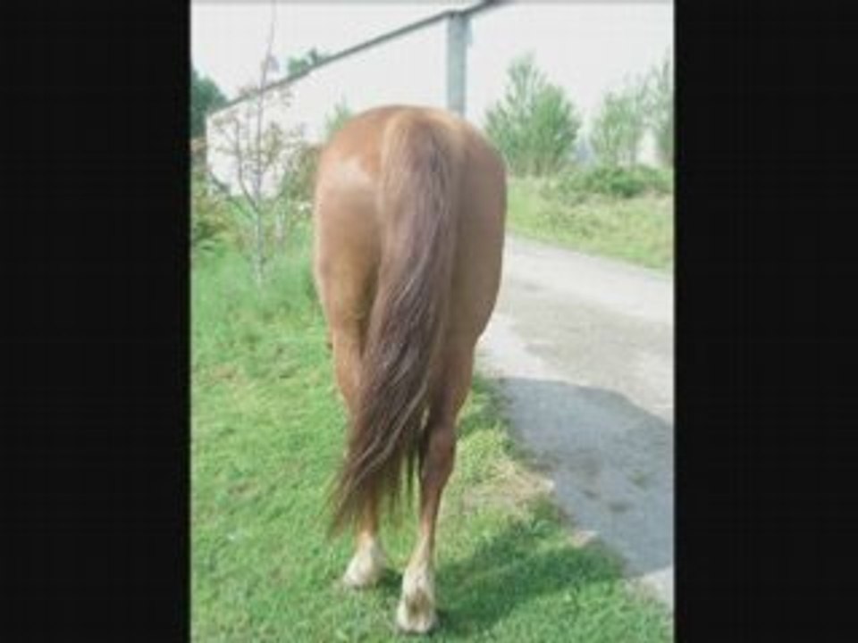 l'équitation plus qu'un sport: une passion