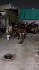 Eid ul Adha Mubarak 2025  bakra eid